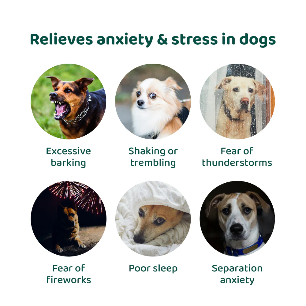 Anxiety & Stress Relief 🌿 100% natural 🫙 60 soft chews - Image 6