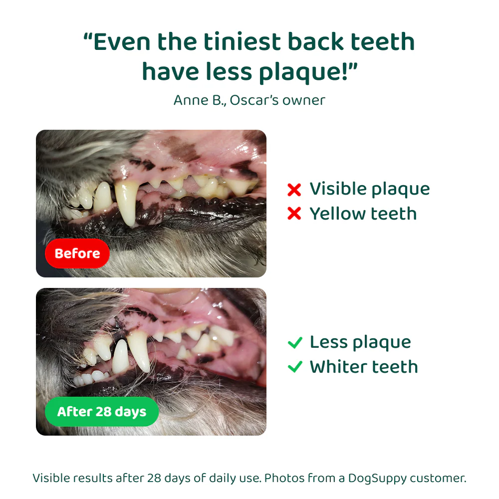 LargeDog⁺ Dental Bright™ 🌿 100% natural 🫙 60 scoops - Image 11